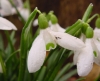 Show product details for Galanthus rhizensis Baytop 3447